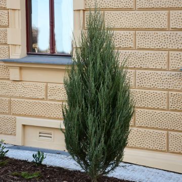 Juniperus scopulorum Wichita Blue - Enebro de las Rocallosas