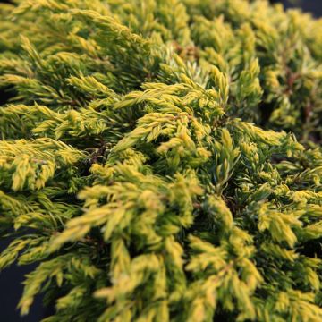 Juniperus communis Goldschatz - Enebro común