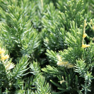 Juniperus chinensis Expansa Variegata - Enebro de la China