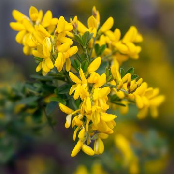 Genista Porlock - Retama de tintes