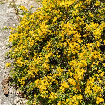 Genista pilosa Vancouver Gold