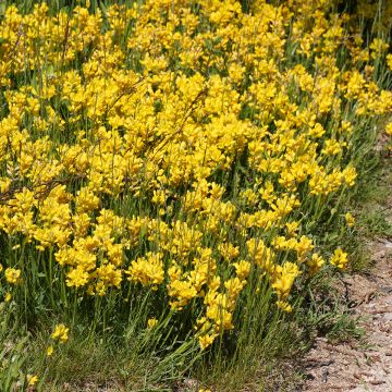 Genista sagittalis - Carquexia fina