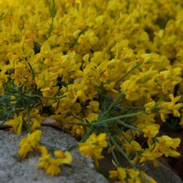 Genista tinctoria Royal Gold - Retama de tintes