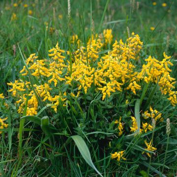 Genista tinctoria Royal Gold - Retama de tintes