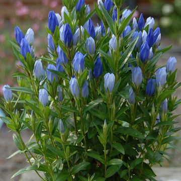 Gentiana makinoi Blue Star