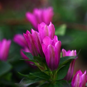 Gentiana hybrida Little Pinkie