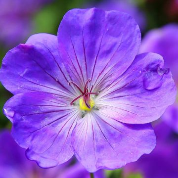 Geranium Eureka Blue - Geranio vivaz