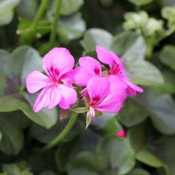Geranio Rainbow Amethyst - Gitanilla