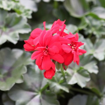 Geranio Moonflair Red - Gitanilla