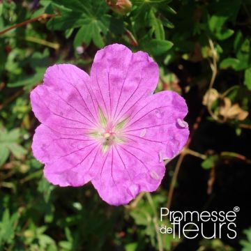Geranio de sangre Aviemore - Geranium sanguineum