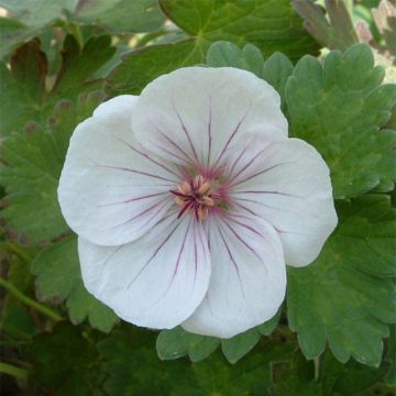 Geranio Coombland White - Geranio vivaz