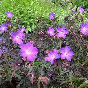 Geranio de prado Femme Fatale - Geranium pratense