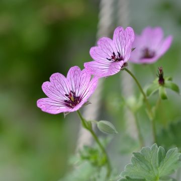 Geranium cinereum Ballerina - Geranio vivaz