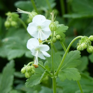 Geranio macrorrhizum White Ness - Geranio bulgaro