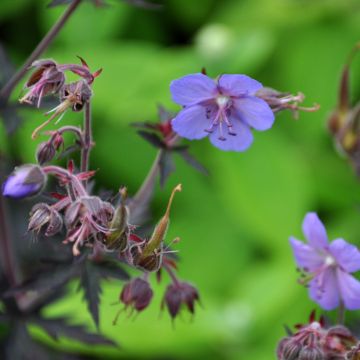 Geranio de prado Dark Reiter - Geranium pratense