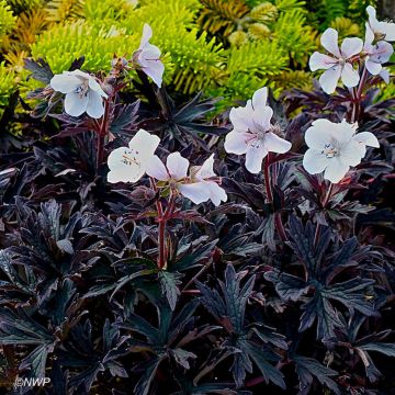 Geranio de prado Purple Ghost - Geranium pratense