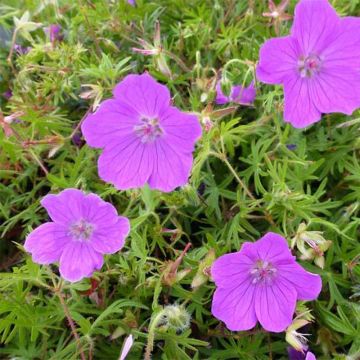 Geranio de sangre Vision - Geranium sanguineum