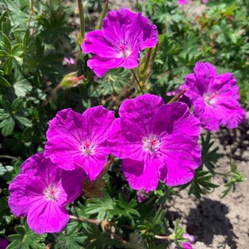 Geranium sanguineum Frivolius Purple - Geranio de sangre