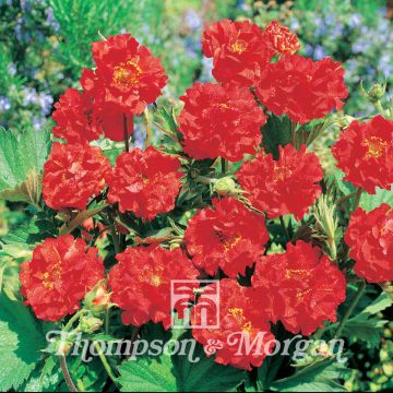 Geum coccineum Flore Pleno Blazing Sunset - Hierba de San Benito