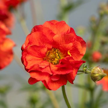 Geum Fiery Tempest - Hierba de San Benito