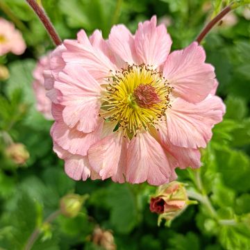 Geum rivale Mai tai - Hierba de San Benito