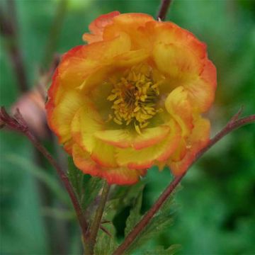 Geum coccineum Nonna - Hierba de San Benito
