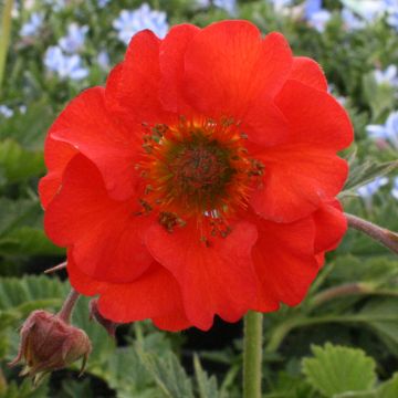 Geum coccineum Red Wings - Hierba de San Benito
