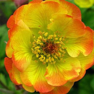 Geum Cocktail Tequila Sunrise - Hierba de San Benito