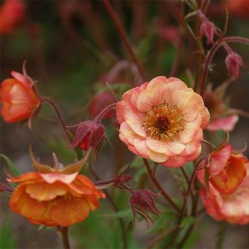 Geum coccineum Cocktail Wet Kiss - Hierba de San Benito