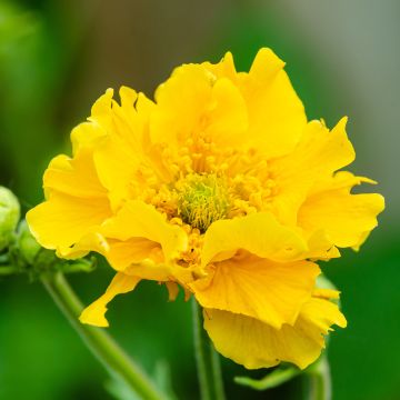 Geum chiloense Lady Stratheden - Hierba del Clavo