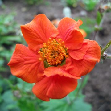 Geum coccineum Werner Arends - Hierba de San Benito