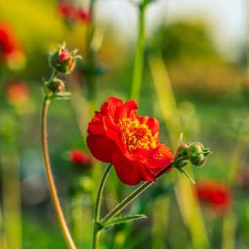 Geum coccineum Flore Pleno Blazing Sunset - Hierba de San Benito