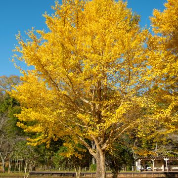 Gingo biloba - Árbol sagrado