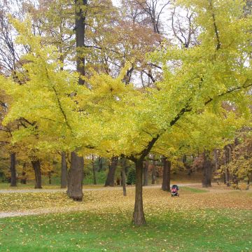 Gingo biloba Horizontalis - Árbol sagrado