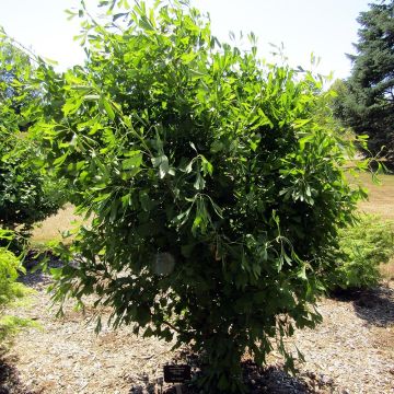 Gingo biloba Saratoga - Árbol sagrado