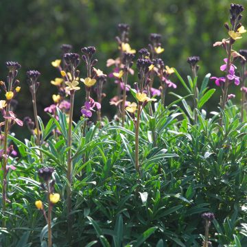 Erysimum mutabile - Alhelí