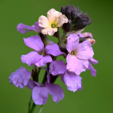 Erysimum Jenny Brook - Alhelí