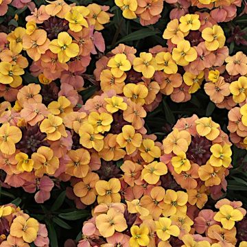 Erysimum Artist Gogh's Gold - Alhelí