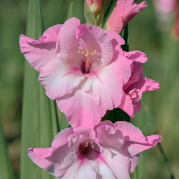 Gladiolus Cilesta