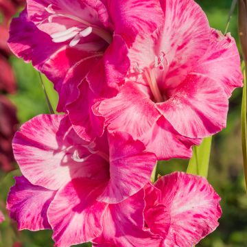 Gladiolus Hugo