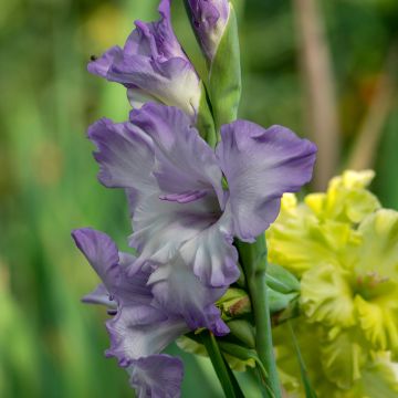 Gladiolus Triton