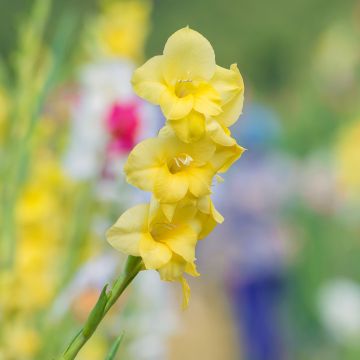 Gladiolus Yellowa