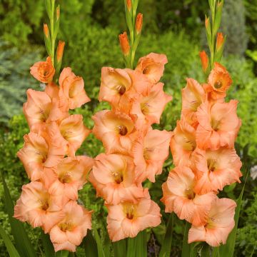 Gladiolus Georgia Peach