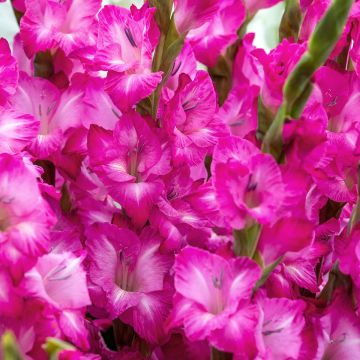 Gladiolus Glamini Evi
