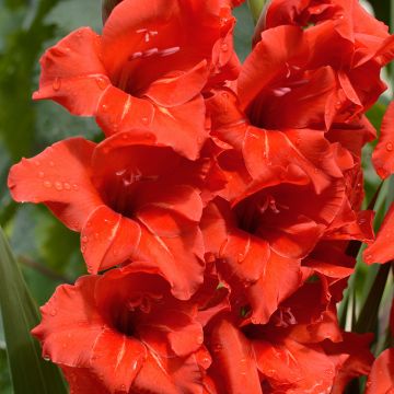 Gladiolus Gladdies Peter