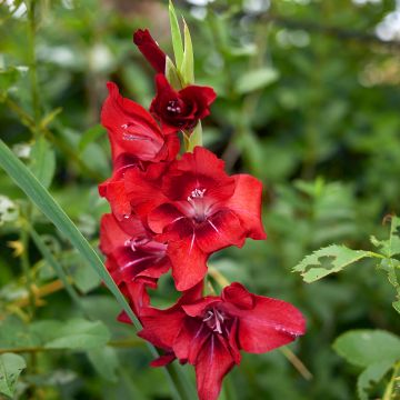 Gladiolus Glamini Tom