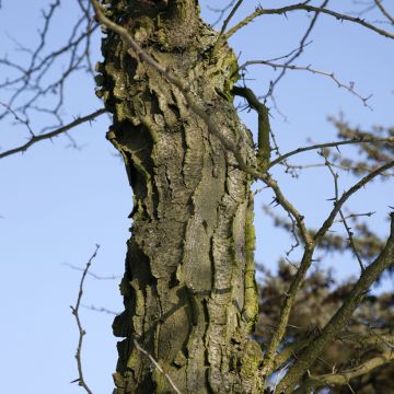 Gleditsia x texana - Acacia de tres espinas