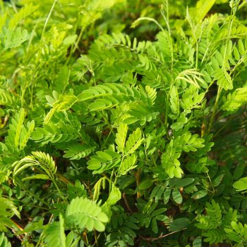 Gleditsia triacanthos Elegantissima - Acacia de tres espinas