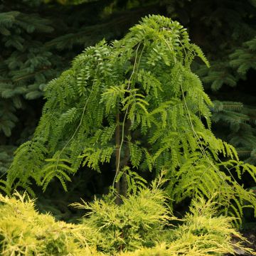 Gleditsia triacanthos var. inermis Emerald Cascade - Acacia de tres espinas