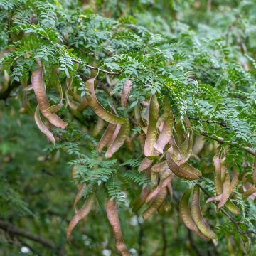 Gleditsia triacanthos - Acacia de tres espinas Gleditsia triacanthos - Acacia de tres espinas